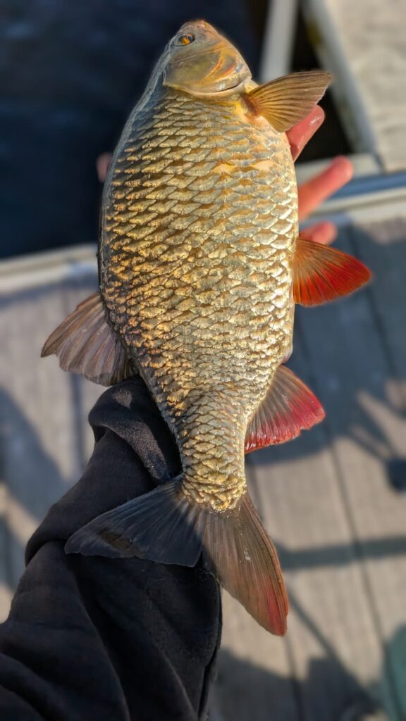très gros gardon attrapé au feeder à sanguinet
