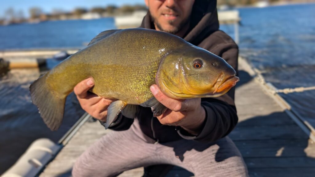 tanche attrapée pendant une sortie feeder sur un lac landais