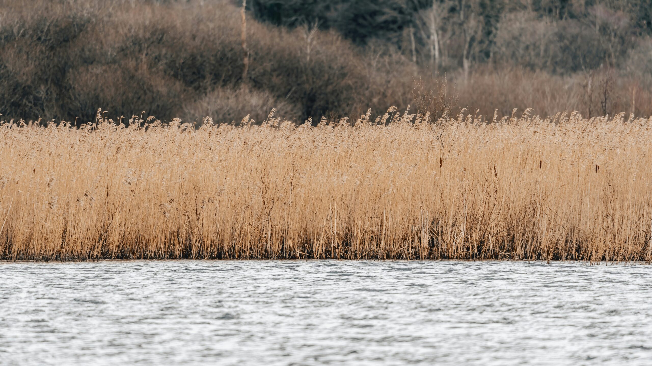 roseaux lac de sanguinet
