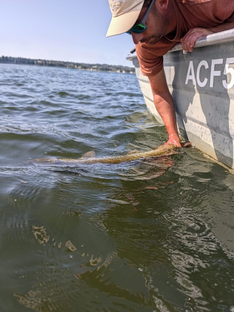 Release d'un brochet sur le lac de sanguinet