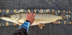 gros brochet lac de sanguinet