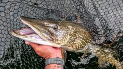 gros brochet lac de sanguinet