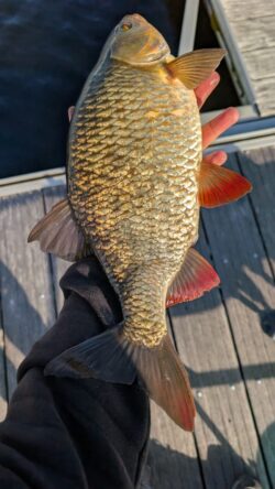 rotengle attrapé au feeder sur le lac de sanguinet