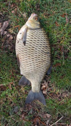rotengle attrapé au feeder sur le lac de sanguinet